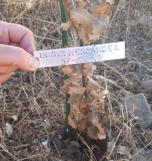Irune Hernandez Planta un Quercus